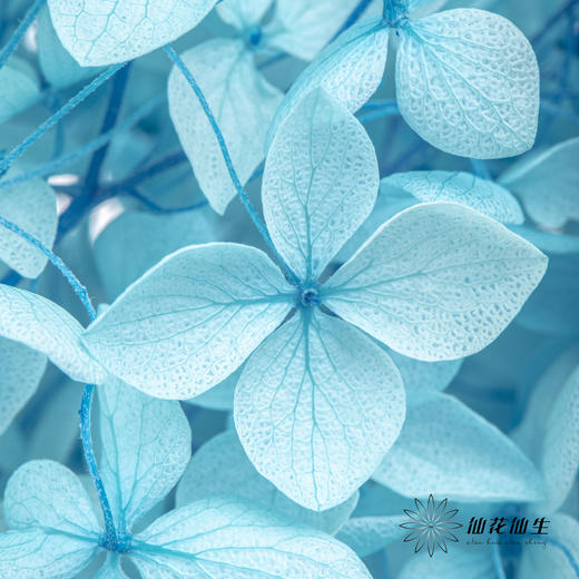 永生绣球 | 蓝色 商品图1