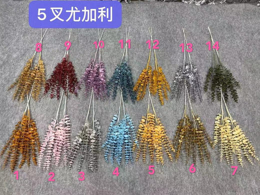 5叉尤加利【运费自理】 商品图0