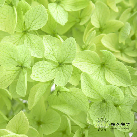 永生绣球 | 绿色 商品图6