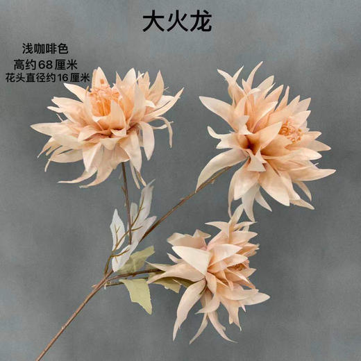 大火龙【运费自理】 商品图9