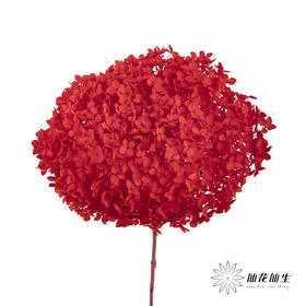 永生绣球 | 红色