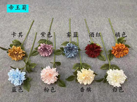 帝王菊【运费自理】