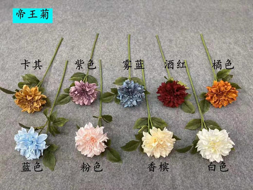 帝王菊【运费自理】 商品图0