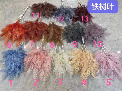 铁树叶【运费自理】 商品图0