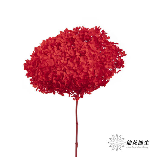 永生绣球 | 红色 商品图3