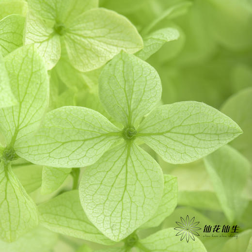 永生绣球 | 绿色 商品图1