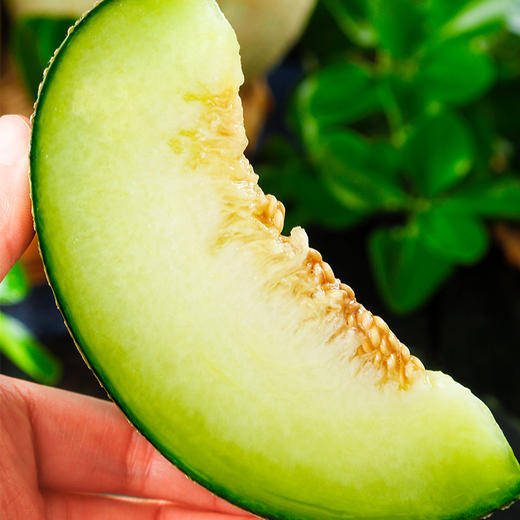 山东玫珑瓜网纹瓜水果哈密瓜香甜多汁5/9斤非西州蜜包售后 商品图2