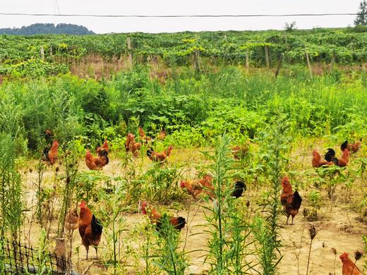 金伶俐·土公鸡（同城配送） 商品图1