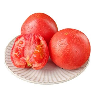 顺丰一件代发普罗旺斯西红柿番茄水果蔬菜爽口多汁产地直发包售后 商品图4
