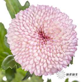 小菊 | 乒乓菊粉色