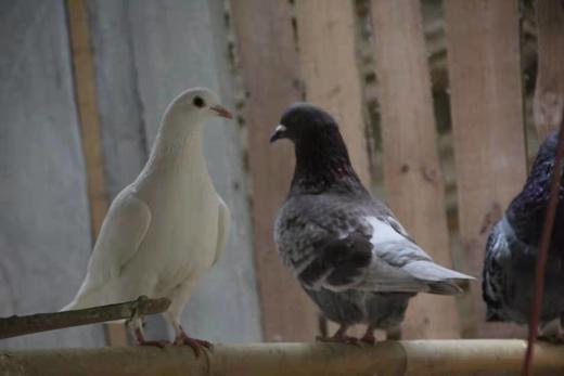 金伶俐·鸽子系列（同城配送） 商品图1