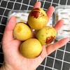 陕西 大荔冬枣 新鲜上市产地新鲜枣子批发零售 对接微商各大平台 商品缩略图0
