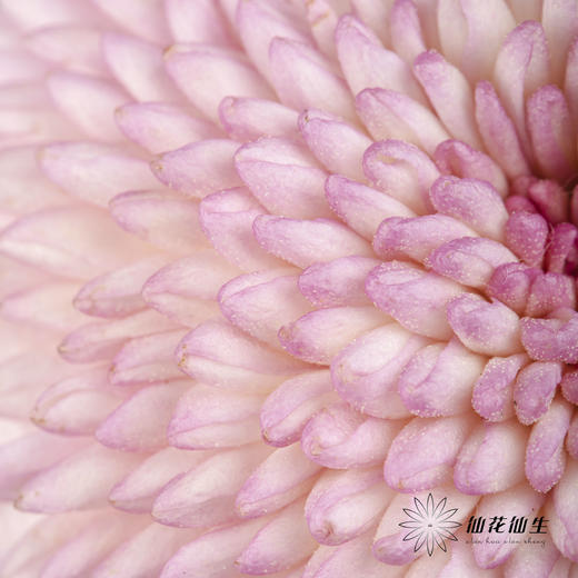 小菊 | 乒乓菊粉色 商品图8