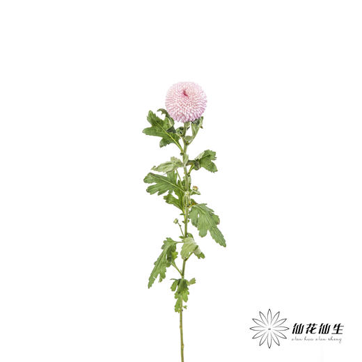 小菊 | 乒乓菊粉色 商品图5