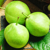 当季 陕西 早熟梨 新鲜青皮梨子现摘香酥梨 香甜 早酥梨 商品缩略图1