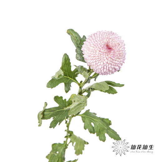 小菊 | 乒乓菊粉色 商品图6