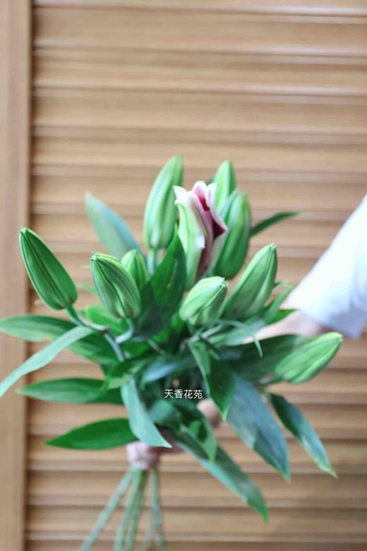 本周周花百合玫红色32元5支提货8月8日 10日可提货 天香花苑