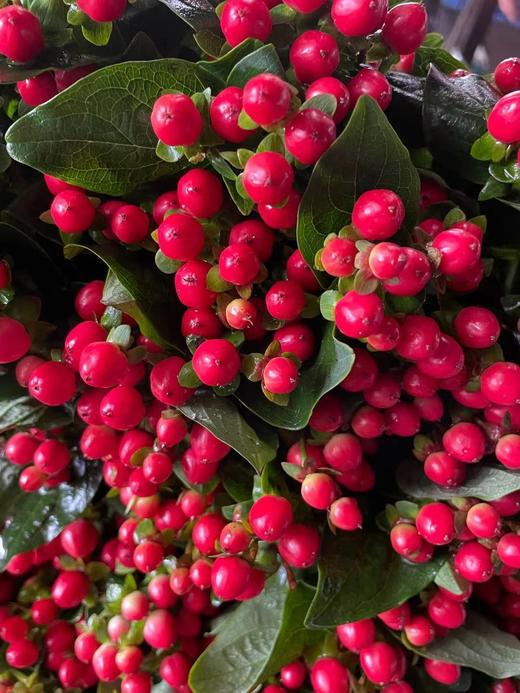 【国产】火龙珠  红豆  扎 商品图1