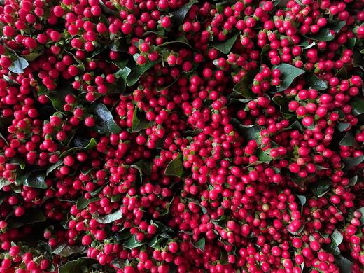 【国产】火龙珠  红豆  扎 商品图3