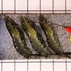 活的九节虾 ，又叫黑虎虾，1斤10一14只 商品缩略图1