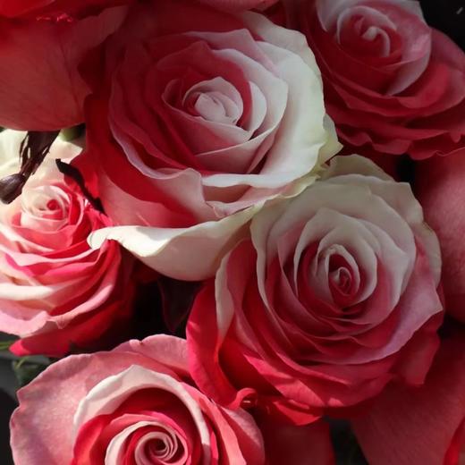 厄瓜多尔-红白【Red and White】 商品图1