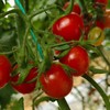 釜山小番茄  3斤家庭装  （顺丰/京东随机发货） 商品缩略图14