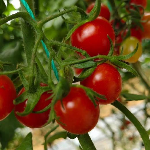 釜山小番茄  3斤家庭装  （顺丰/京东随机发货） 商品图14