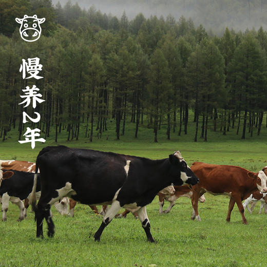 香辣牛大骨2.19kg【社群】 商品图1