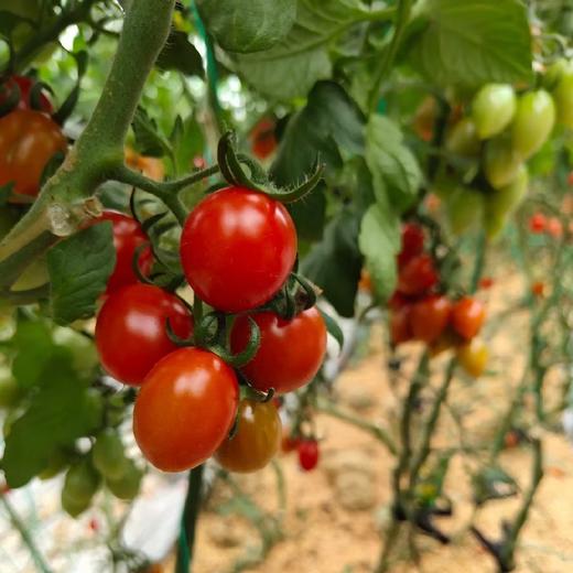 釜山小番茄  3斤家庭装  （顺丰/京东随机发货） 商品图13