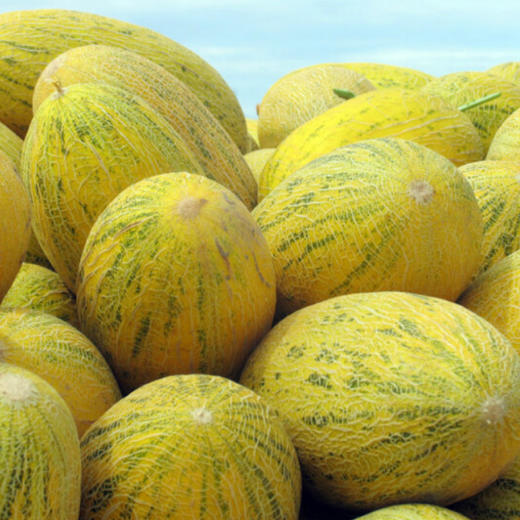 新疆蜜瓜中的一级品>>【新疆·八六王哈密瓜】2只12-13斤/份;4