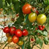 釜山小番茄  3斤家庭装  （顺丰/京东随机发货） 商品缩略图12