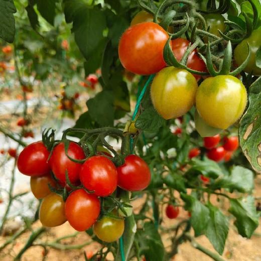 釜山小番茄  3斤家庭装  （顺丰/京东随机发货） 商品图12