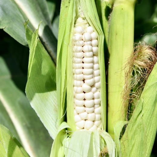 西双版纳老品种 珍珠拇指 小玉米 2斤/4斤装 商品图13