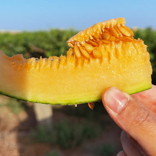 新疆蜜瓜中的一级品>>【新疆·八六王哈密瓜】2只12-13斤/份;4