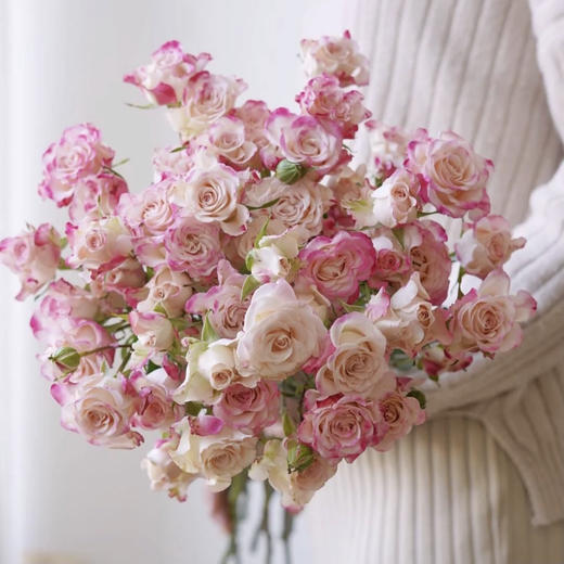 折射多头玫瑰4支份买2份减20元每一支有好几个花苞渐变的颜色温柔如你