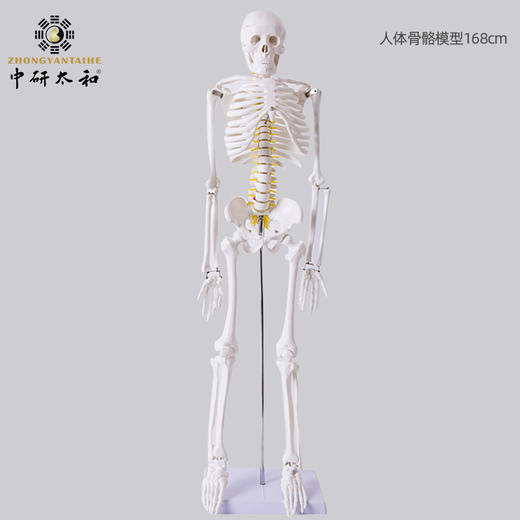 人体骨骼带心脏与血管模型85CM 人体骨骼模型人体关节骨架模型 商品图3