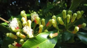 草木有趣 | 这味香气浓郁的中药，曾是古代的口香糖