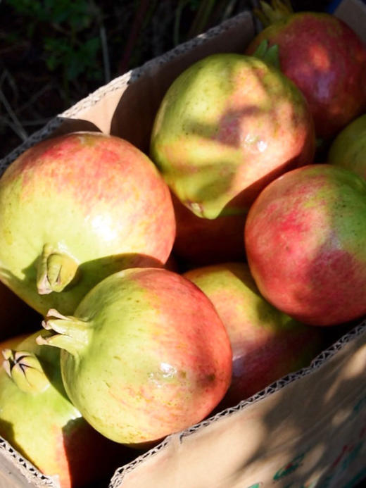 现摘新鲜软籽石榴特级果5斤装 商品图9