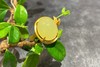 【御珠宫坊•君雅系列】金镶黄玉竹节戒指 商品缩略图1