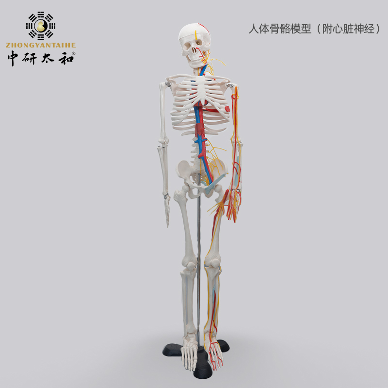人体骨骼带心脏与血管模型85CM 人体骨骼模型人体关节骨架模型