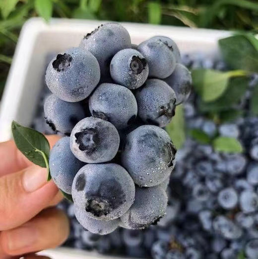 串枝蓝莓 商品图8