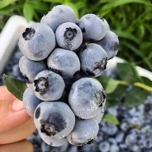 串枝蓝莓 商品图4