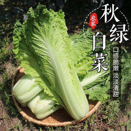 农家种植秋绿白菜  新鲜脆嫩  清甜爽口  水分充足 大白菜  2.5斤 商品图3