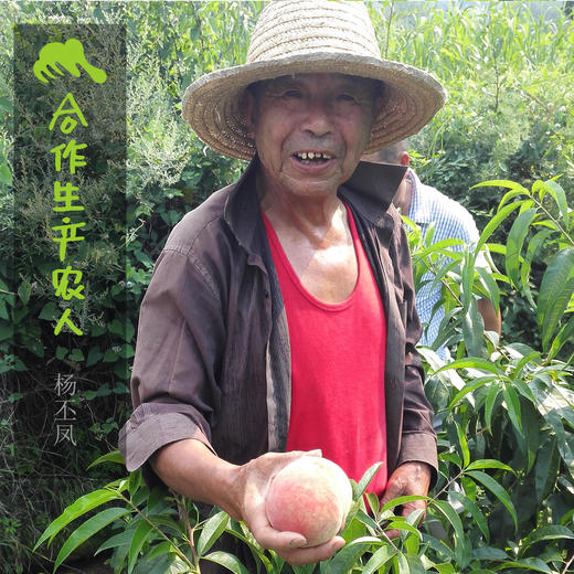 生态水蜜桃 | 合作生产 *Eco-juicy peach  | Coproduction 商品图4