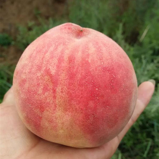 生态水蜜桃 | 合作生产 *Eco-juicy peach  | Coproduction 商品图1