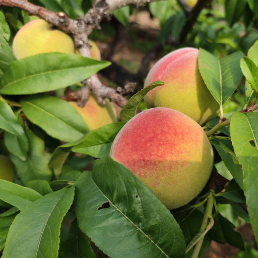生态水蜜桃 | 合作生产 *Eco-juicy peach  | Coproduction 商品图2
