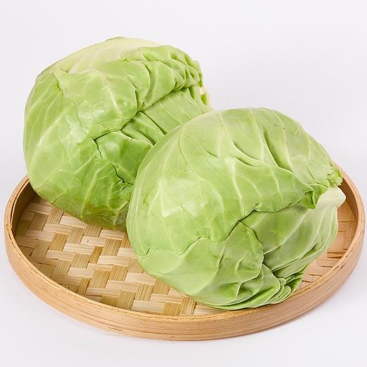 【团购自提】诺鲜兰州包菜1200克/份 商品图0