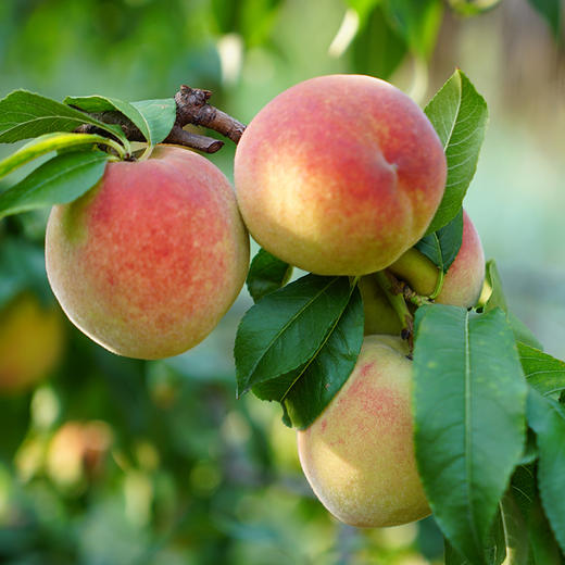 生态水蜜桃 | 合作生产 *Eco-juicy peach  | Coproduction 商品图0