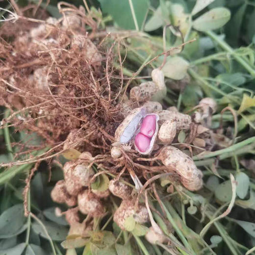 连州高山红米花生（嫩滑无渣，清甜可口） 商品图2