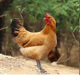 金伶俐·土母鸡（特殊商品下单前务必先电话沟通实际斤数后下单！！！17756066838）（快2年的母鸡，38元一斤，按活鸡重量，多退少补）